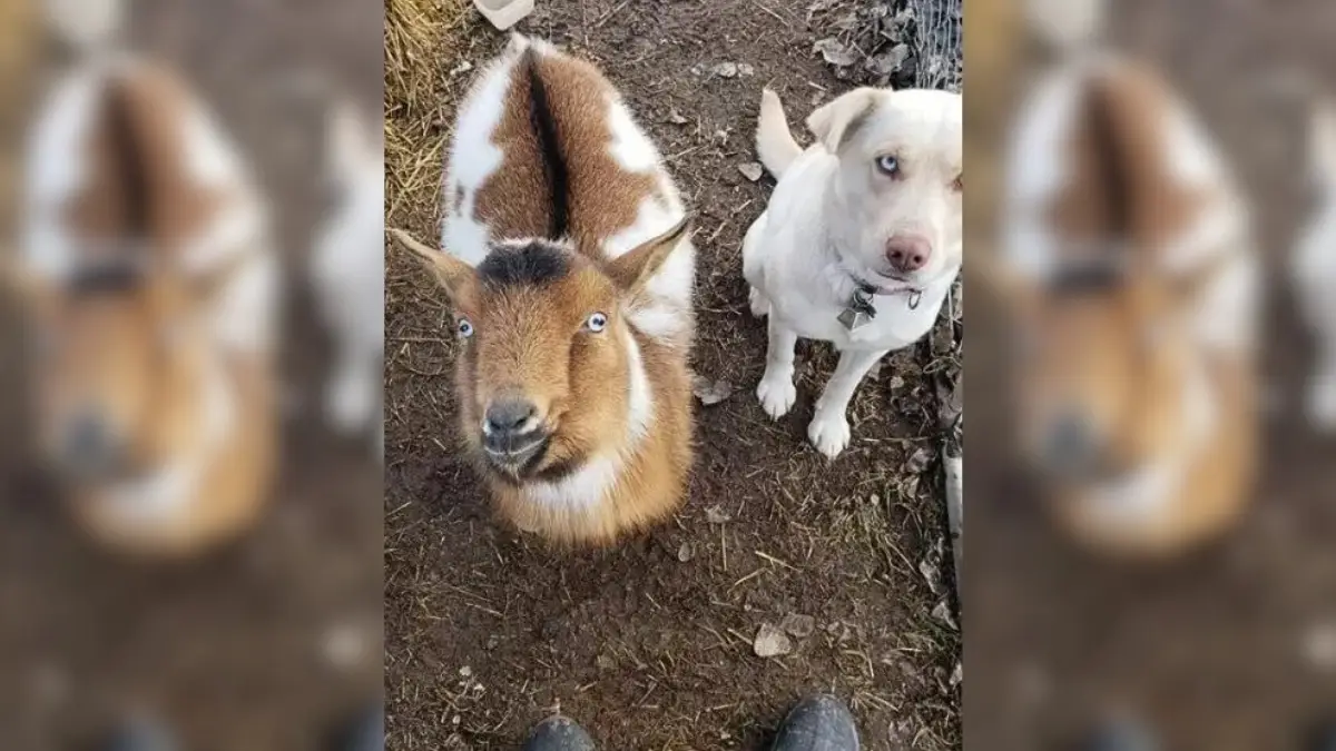 Missing Dog Comes Back with Surprise Companions