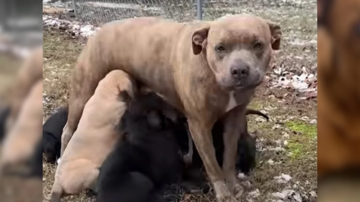 Mother Dog's Heartfelt Thanks to Her Heroic Rescuer