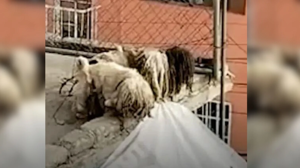 Neighbor's Heartbreak Rags on Roof Turned Out to Be Lost Pups (1)