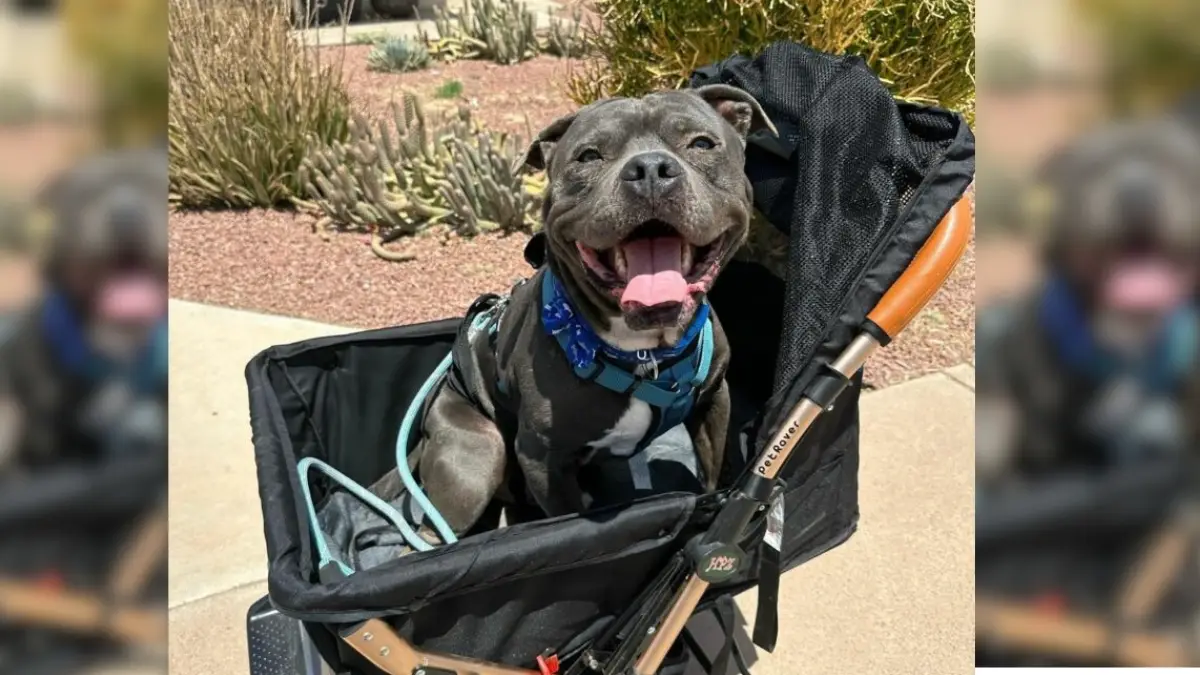 Nobody Would Adopt This Dog Because He 'Looked Mean' But One Woman Saw His True Heart