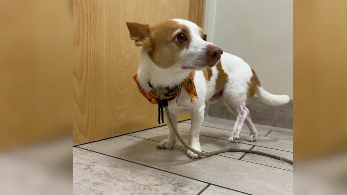 Owners Stunned by $150 Vet Bill for What Turned Out to Be a Tiny Cut