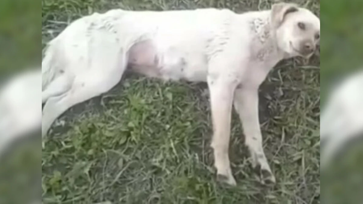 Paralyzed Pup Finds Hope After Meeting Her Guardian Angel