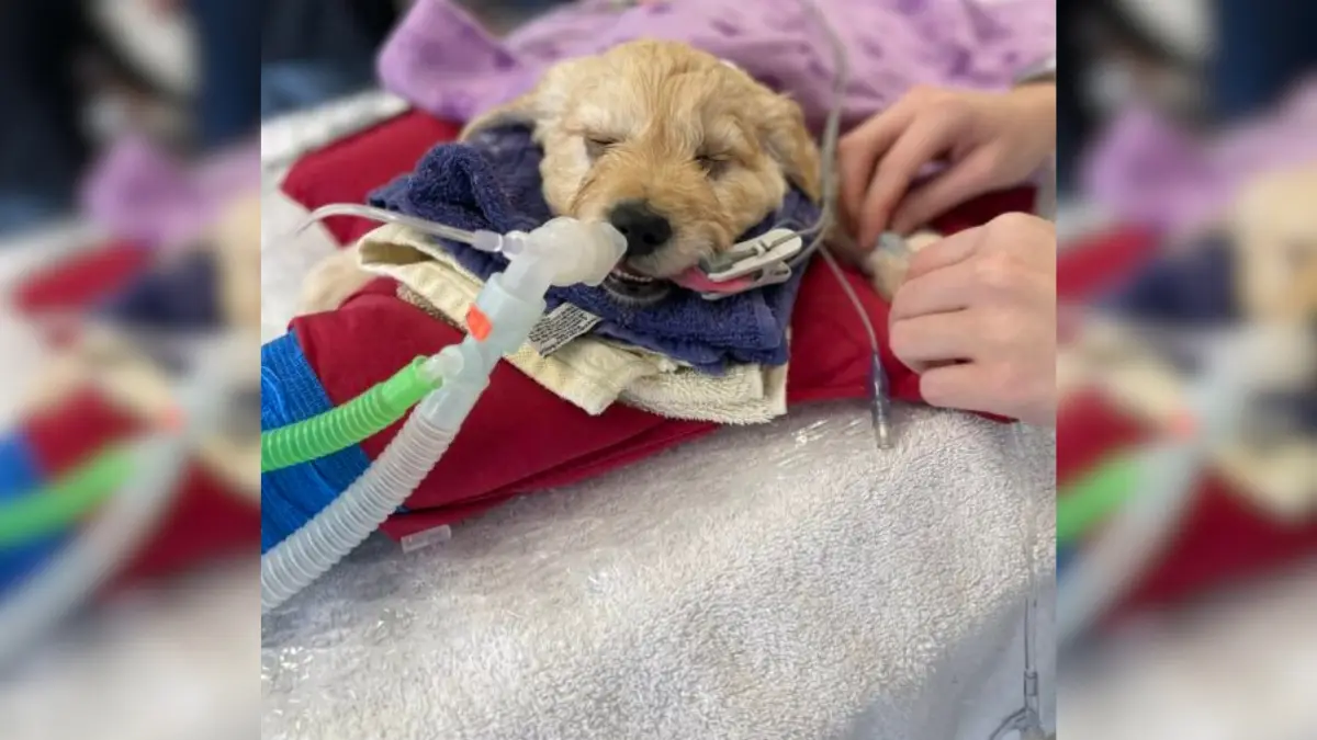 Puppy's Life Was on the Line Until a Vet's Heart Stepped In