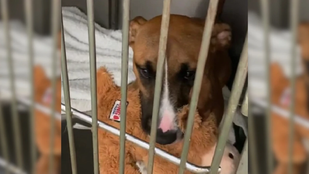 Puppy’s Tearful Journey Back to the Shelter After Potty-Training Struggles