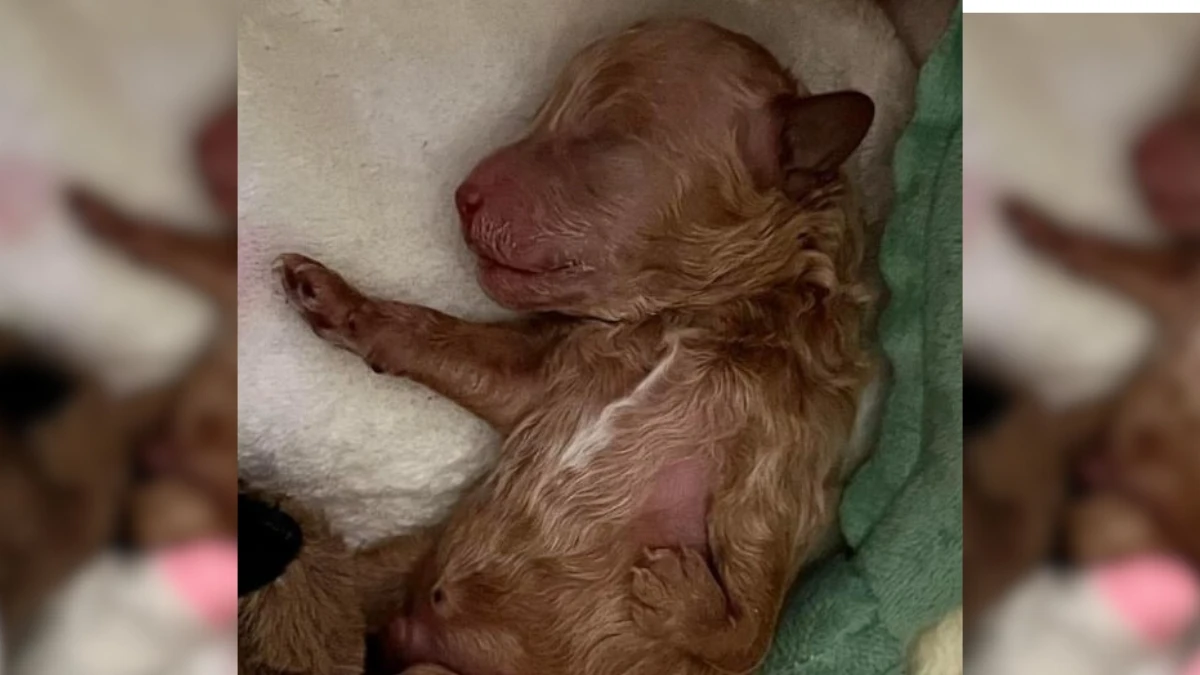 Rejected Puppy Finds Love and a Perfect Home Despite His Struggles