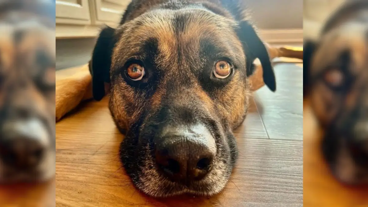 Rescue Miracle Logan's Path from Abandonment to Happiness