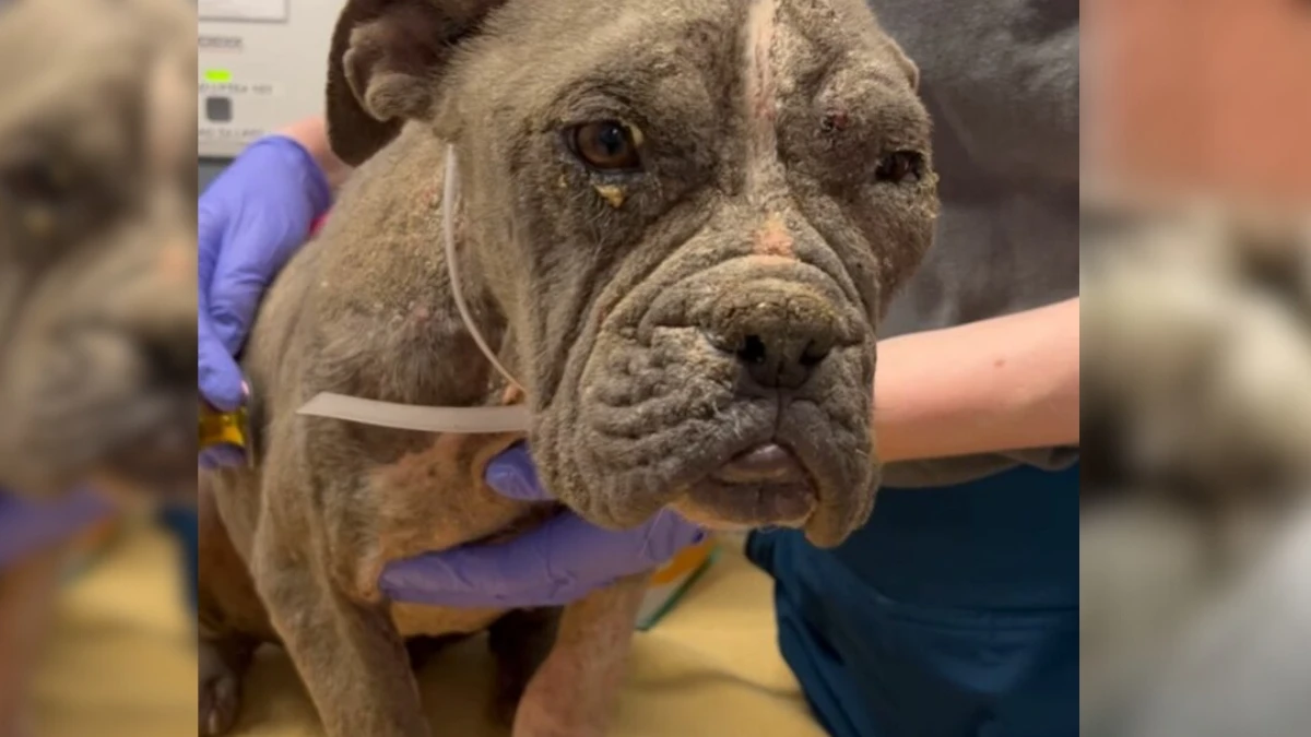 Rescue Saves Neglected Pup's Life and Brings Joy