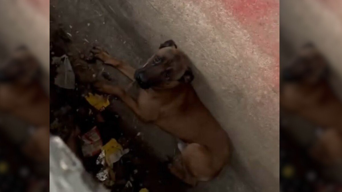 Rescued Pup Finds Safety in Warm Embrace