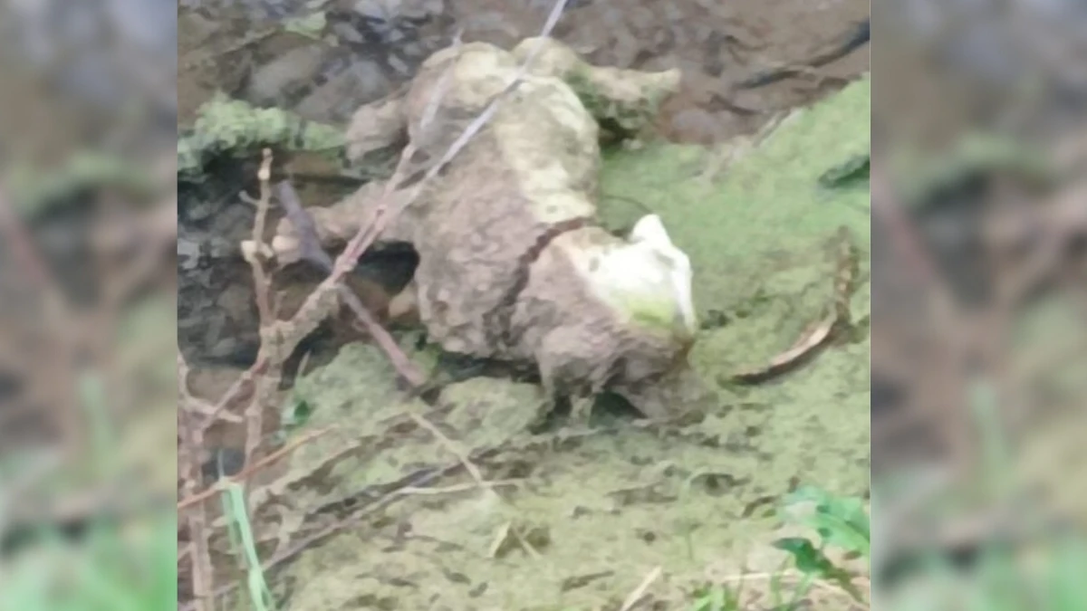 Rescuers Race to Save Lifeless Dog and Uncover Shocking Surprise