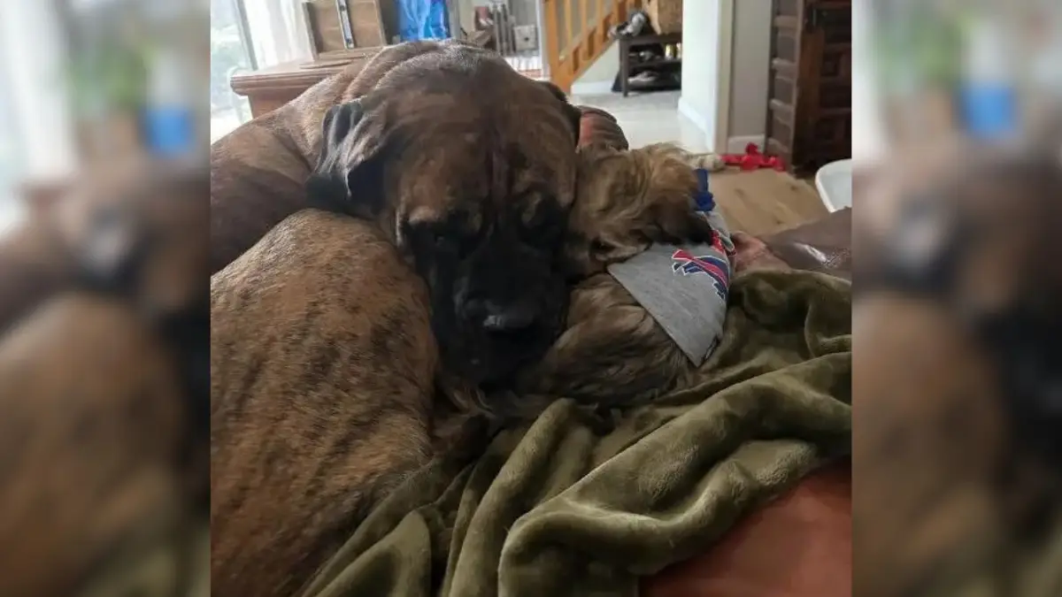 Rex’s Road to Recovery with the Help of His Caring Pals