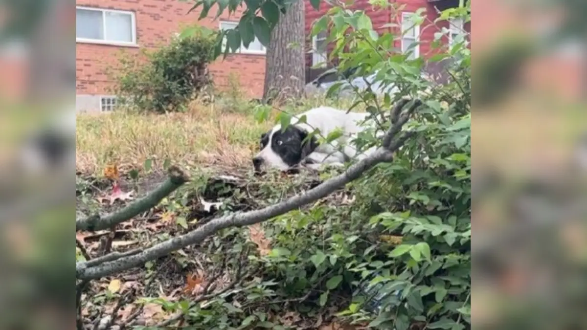 Scared Pup Found Behind Dumpster Blossoms into a Loving Companion