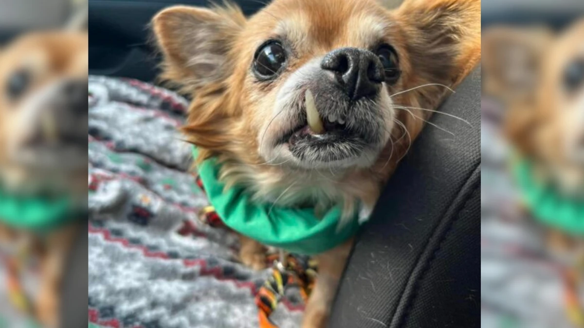 Senior Pup Finds Forever Home Despite Health Struggles
