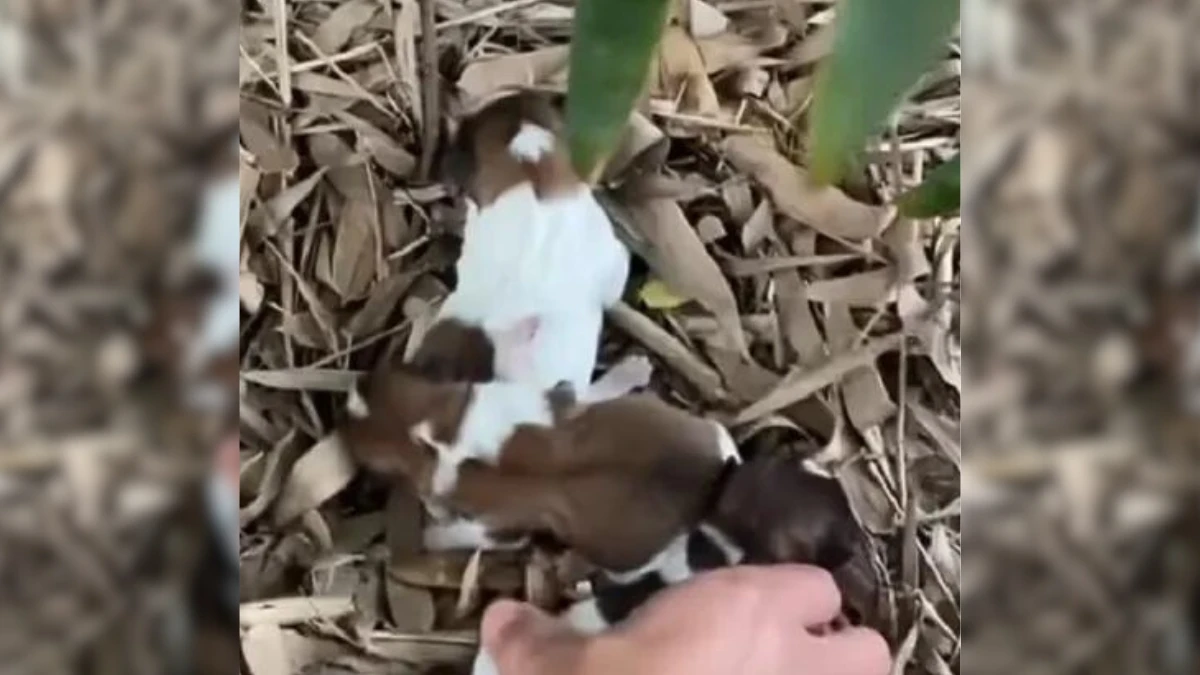 Shocked Passerby Saves Crying Puppies in the Forest