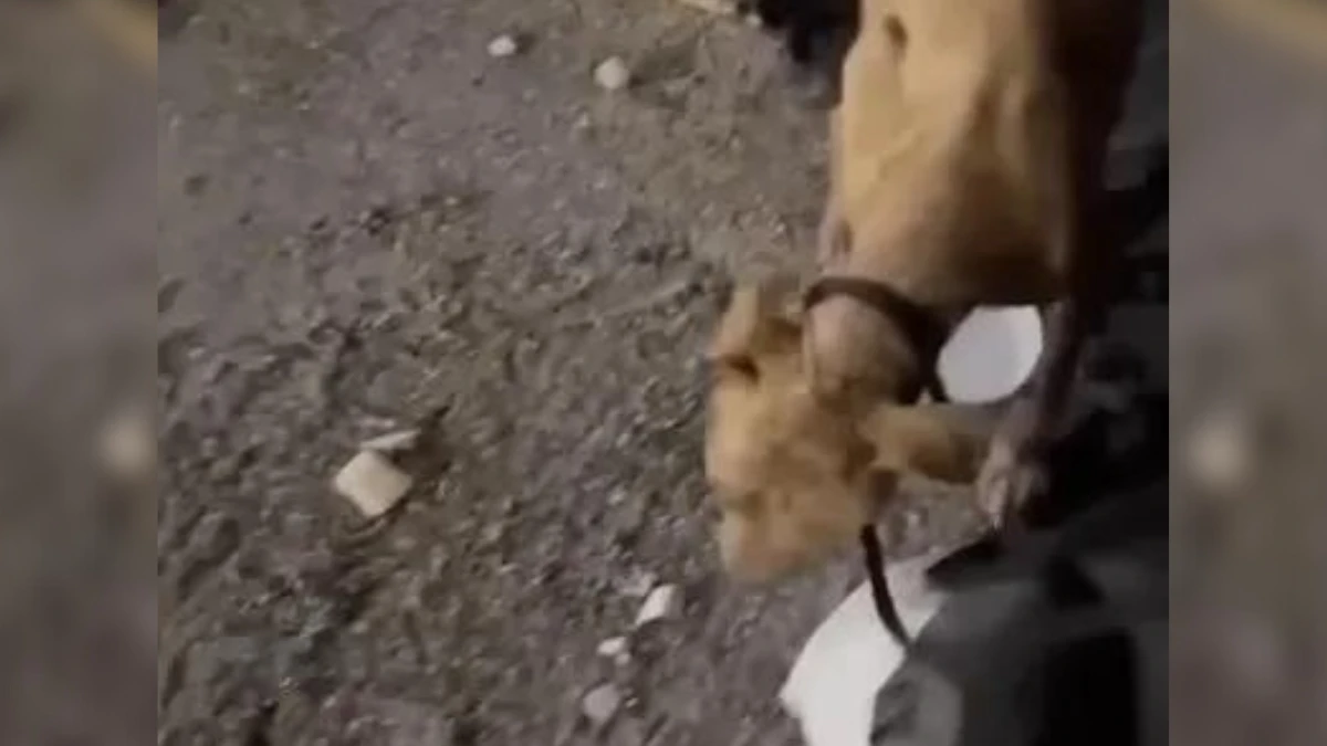 Stray Dog Finds Hope at Animal Haven (1)