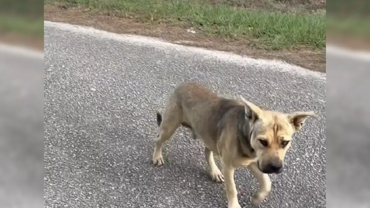 Stray Dog Finds Hope at Animal Haven