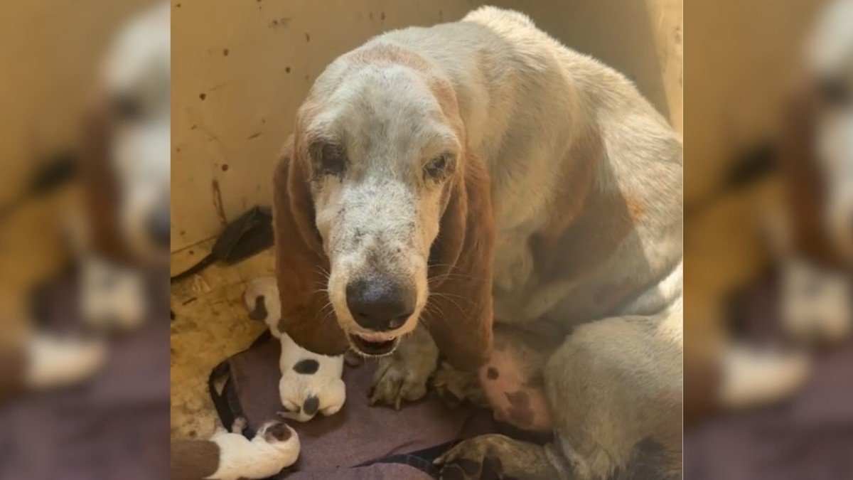 Stray Dog and Her Puppies Survive Pouring Rain and Find Safety
