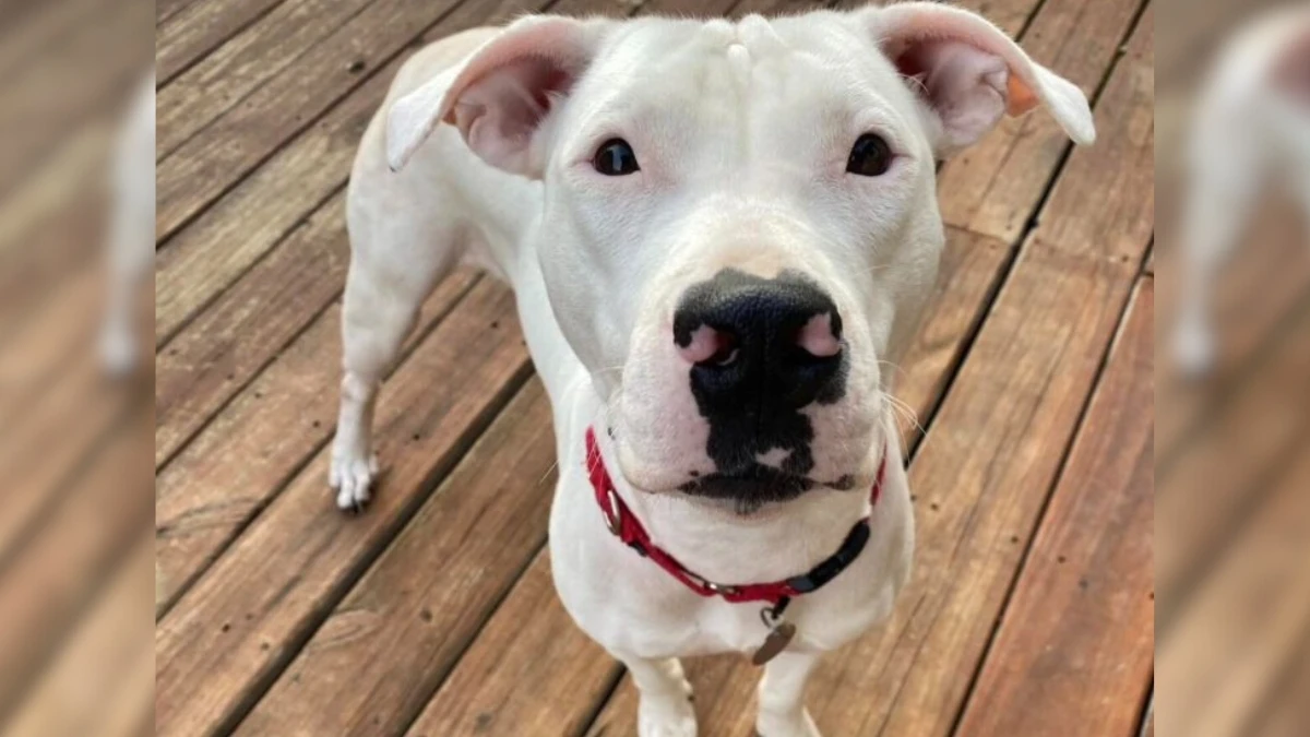 Stray Dog's Hope for a Family to Call Her Own