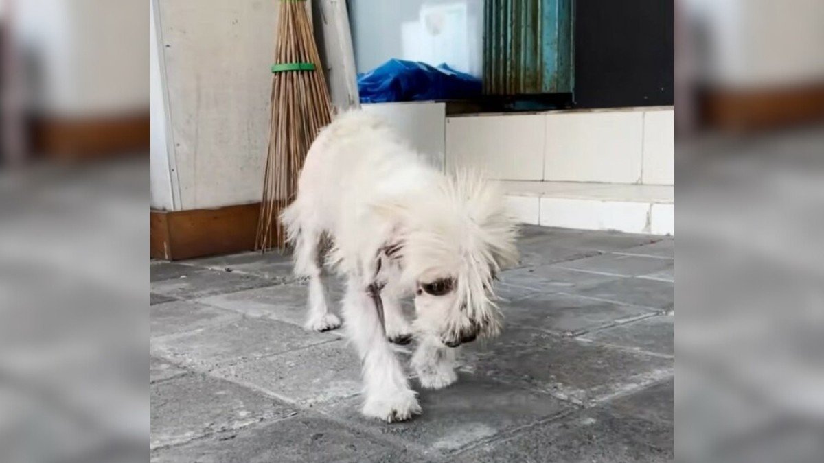 Stray Pup Finds Hope with Rescuer Who Uncovers a Heartbreaking Secret