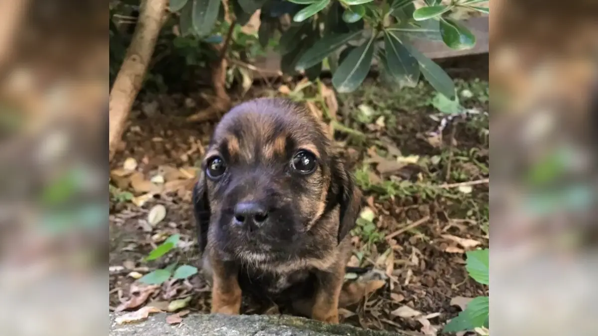 Tearful Puppy Finds Hope in a Stranger’s Yard 1 Tearful Puppy Finds Hope in a Stranger’s Yard