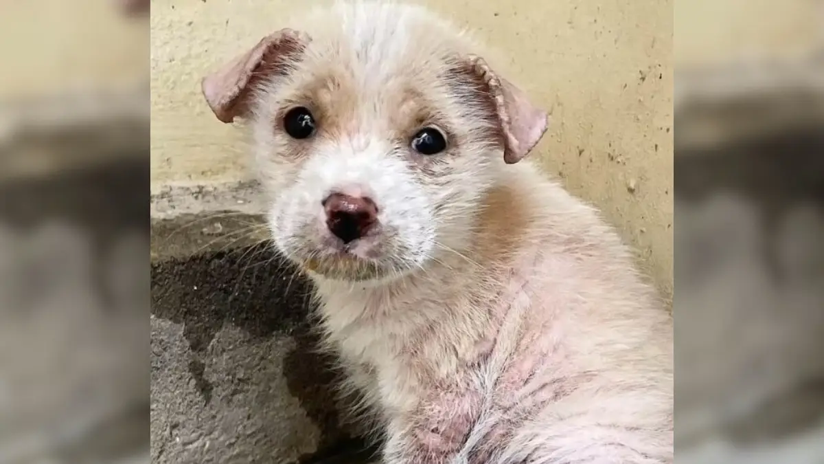 Tears of a Lonely Dog Left Behind at the Market