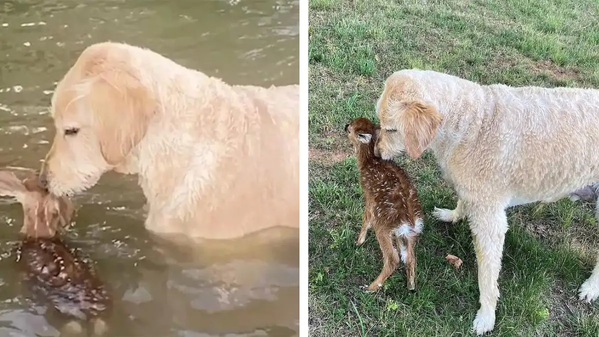 The Heartfelt Story of a Goldendoodle's Brave Rescue of a Baby Fawn 1 The Heartfelt Story of a Goldendoodle's Brave Rescue of a Baby Fawn
