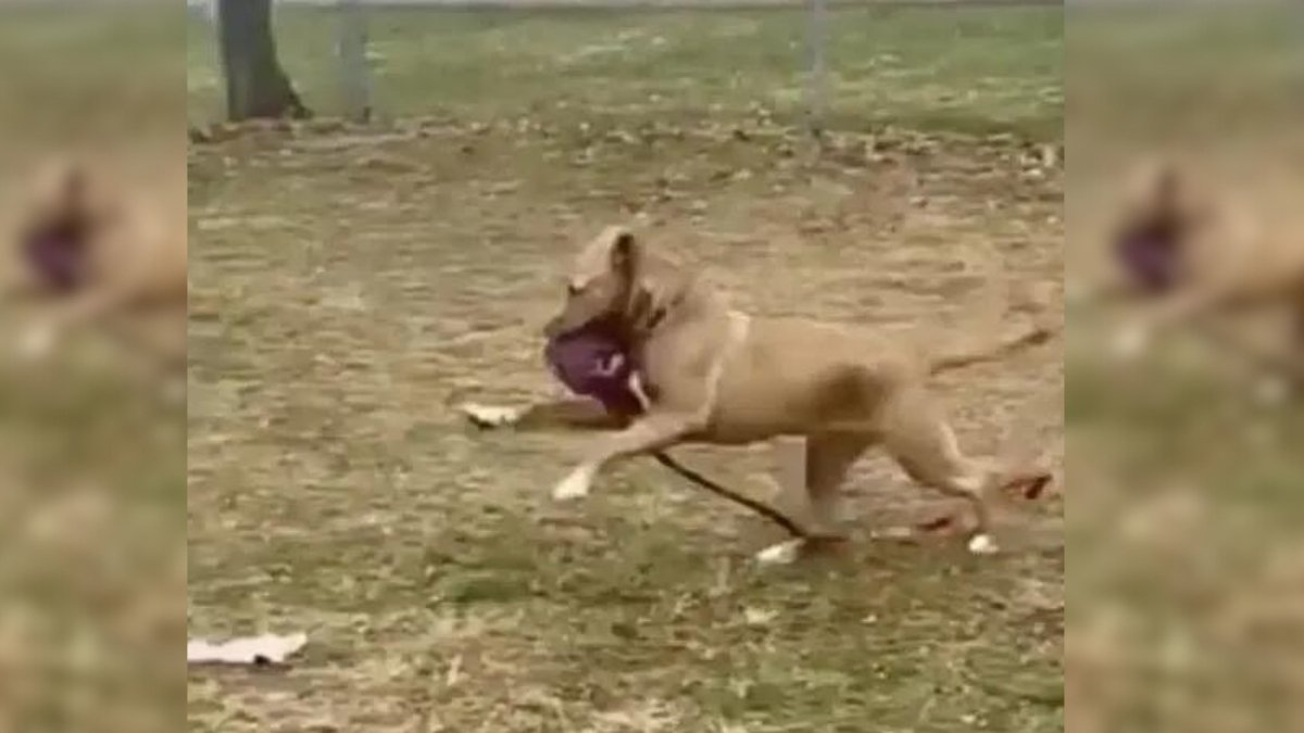 The Lonely Pup Who Plays With Imaginary Friends, Still Hoping for a Home