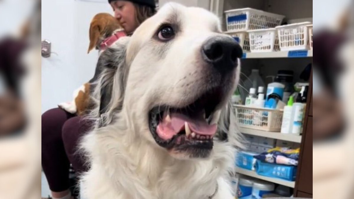 The Painful Truth Behind Why No One Will Adopt This Loving Dog