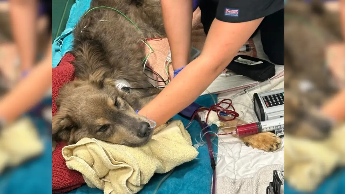 The Pup Who Found a Forever Family 1 The Pup Who Found a Forever Family