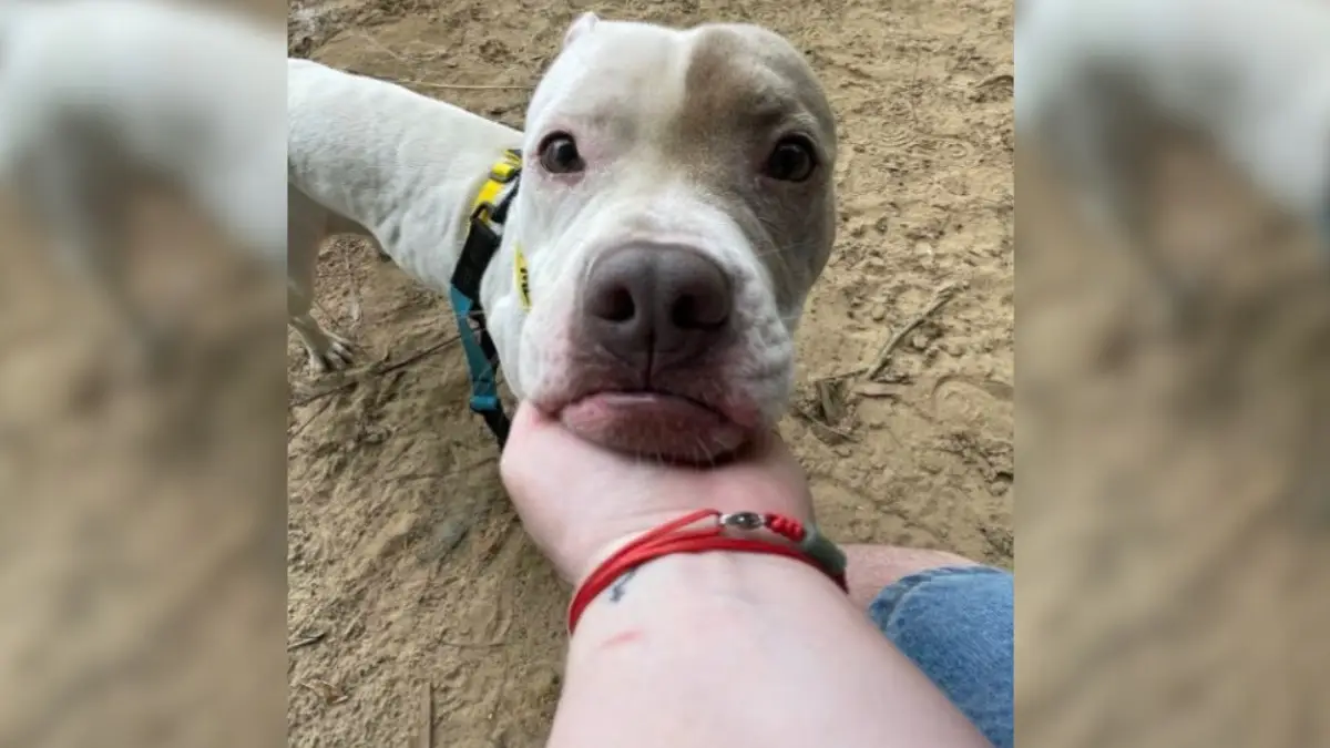 The Sad Moment When a Dog Realized She Was Going Back to the Shelter