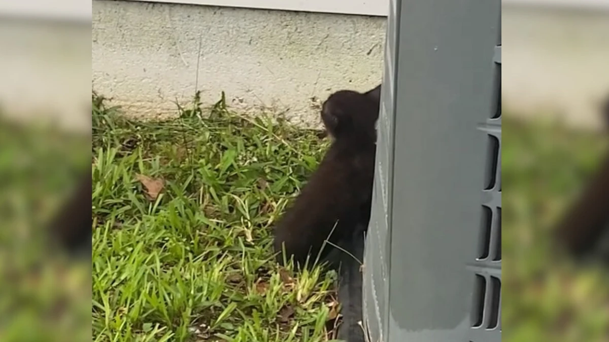This Loyal Dog's Emotional Cry Saved a Life Hidden in the Car 1 This Loyal Dog's Emotional Cry Saved a Life Hidden in the Car