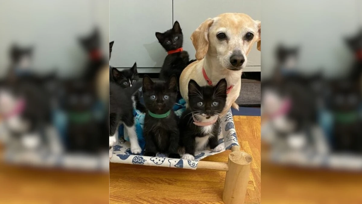 Tiny Kona's Big Love for Kittens