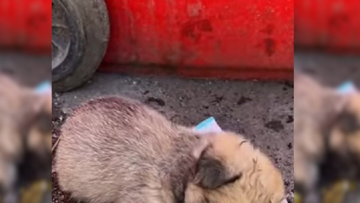 Tiny Puppy Rescued from Heartbreak and Trash