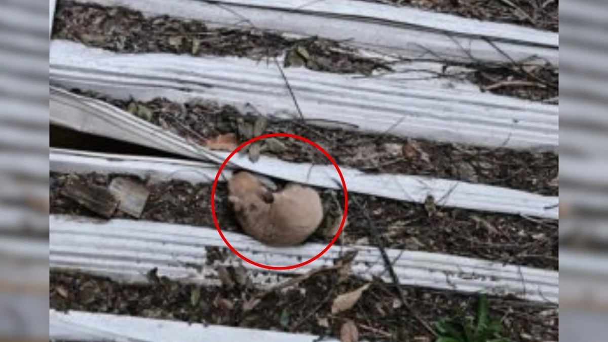 Tiny Puppy Trapped on Roof Leaves Neighbors Stunned