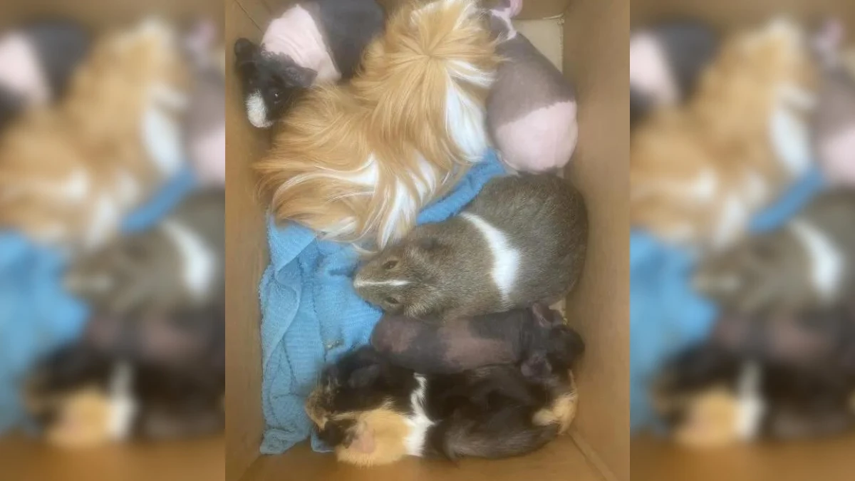 Unexpected Discovery on Trail Leads to Heartwarming Rescue