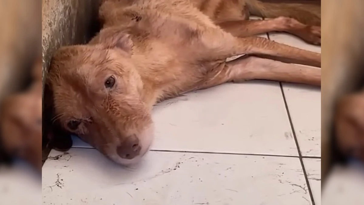 Unexpected Find in a New House Leaves Man in Tears