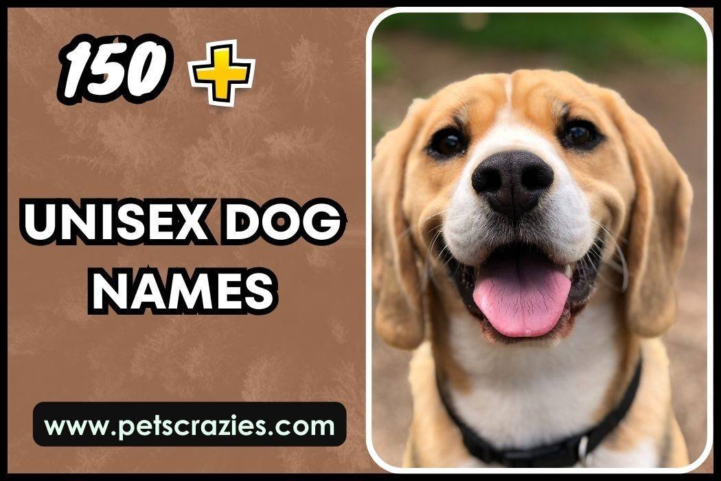 Unisex Dog Names - Easy Selection 1 Unisex Dog Names
