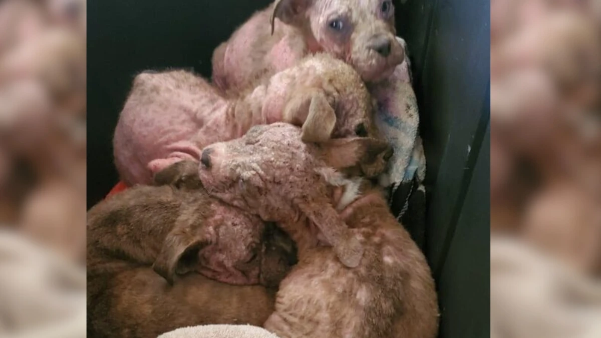 What This Kayaker Found on the Shore Will Melt Your Heart