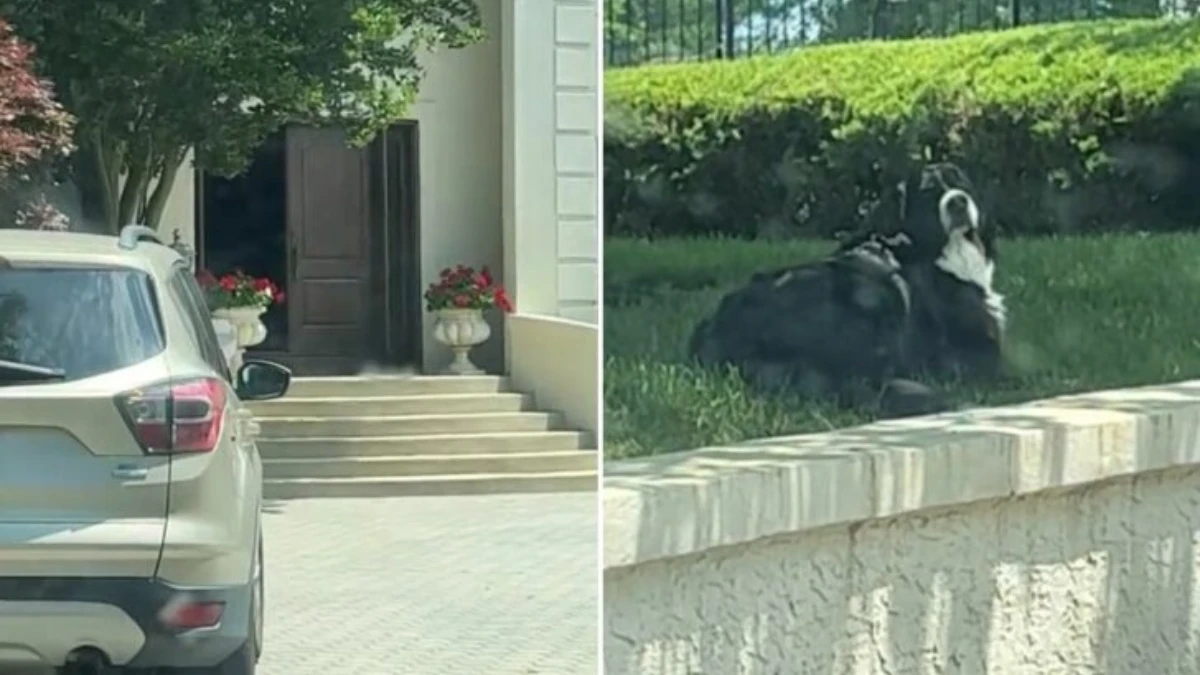 When He Ran Away, His Mom Couldn't Stop Laughing