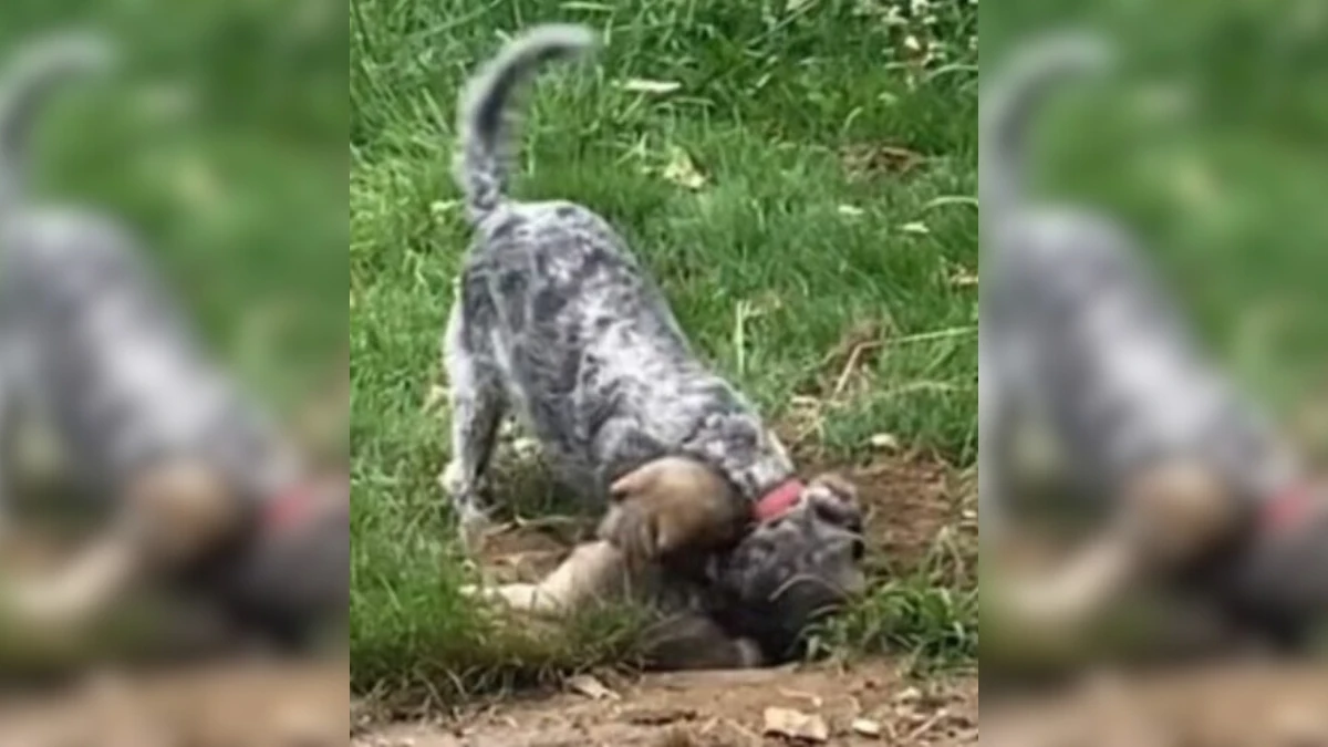 Woman Bursts into Laughter at Her Dog's Hilarious Antics with New Puppy Sister