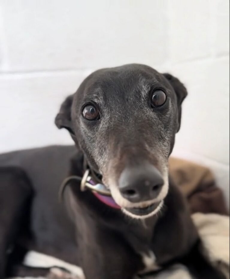 a greyhound dog 768x930 1