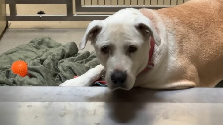 adorable abandoned dog 728x410 1