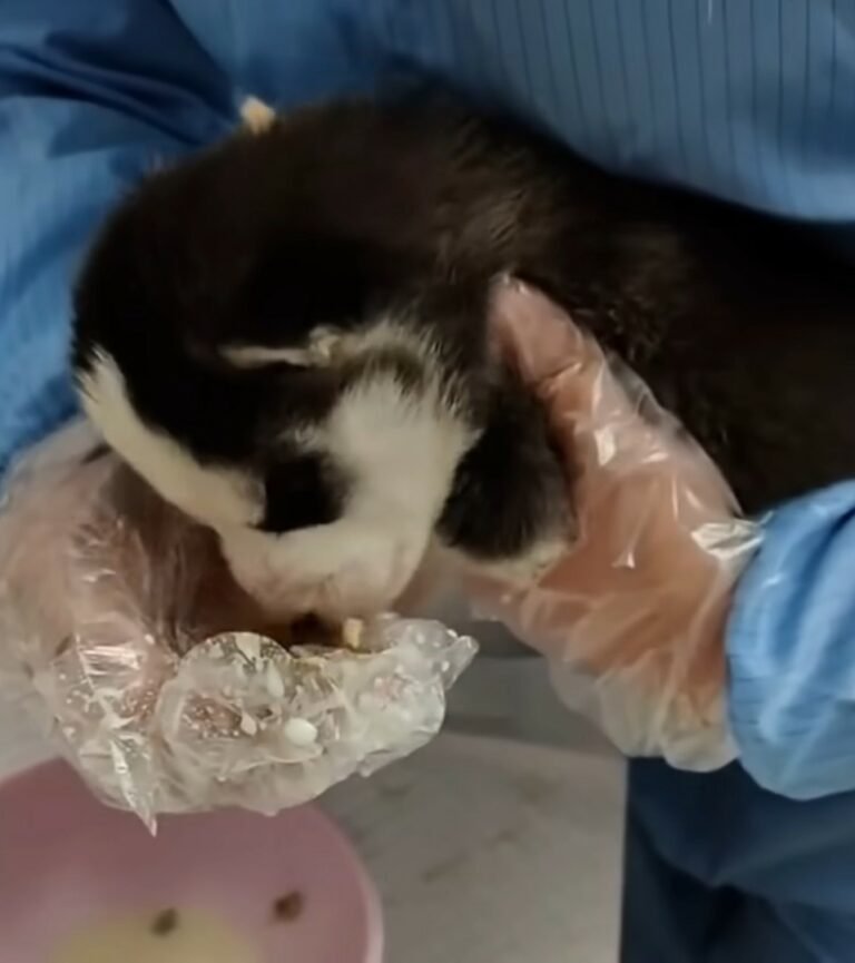 black and white dog 768x865 1