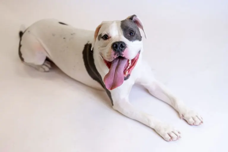 dog laying and posing 768x512 1