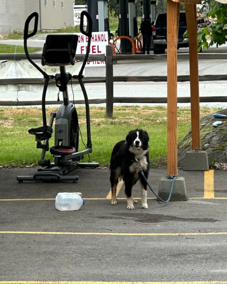 Heartbroken Shelter Staff Finds Scared Border Collie Tied to Shed