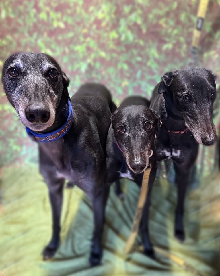 family of greyhounds 767x960 1