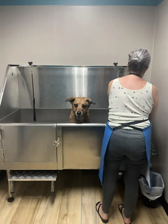 old dog and woman standing 546x728 1