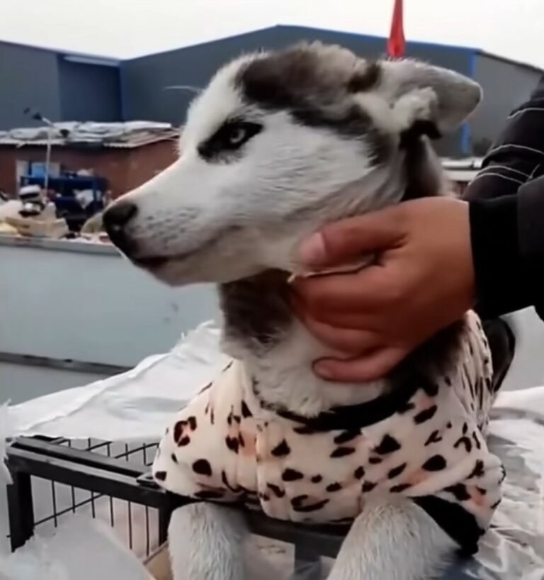 owner and sweet dog 768x818 1