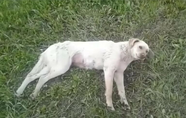 paralyzed dog lying on the grass 768x486 1