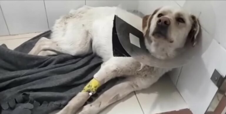 paralyzed dog with collar 768x389 1