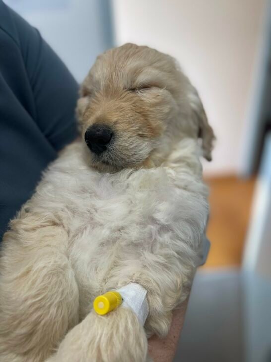 puppy at the vet clinic 546x728 1